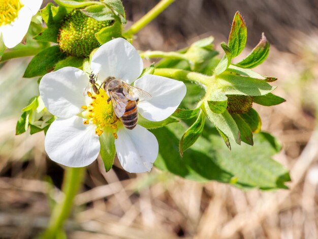 Un arbusto de fresa en flor con una abeja en el jardín