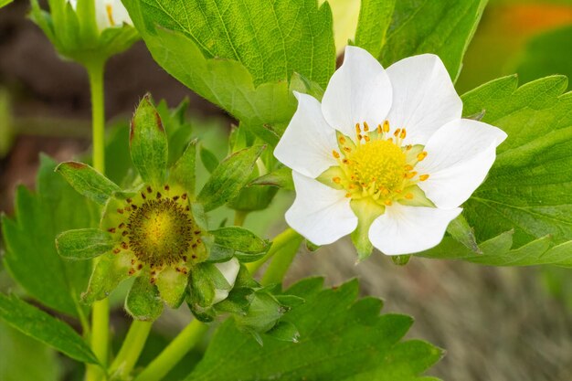 El arbusto de fresa en flor en el jardín en primavera