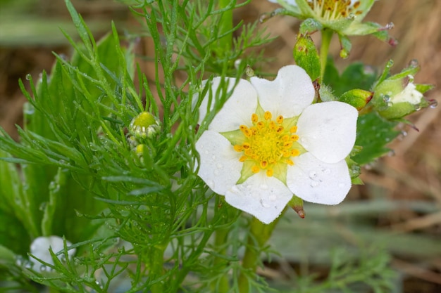 Foto el arbusto de fresa en flor en el jardín en primavera