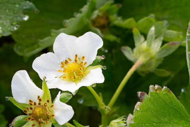 Foto el arbusto de fresa en flor en el jardín en primavera