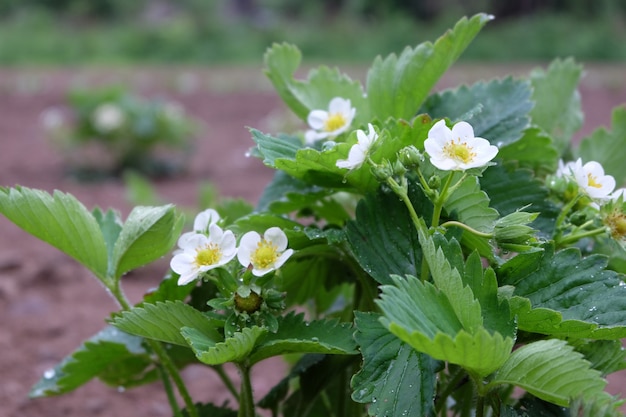 Arbusto de fresa floreciente