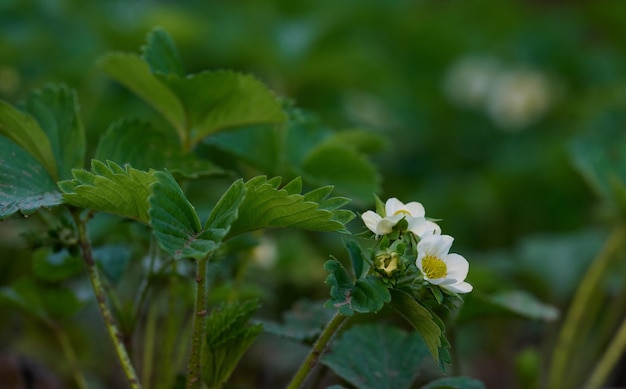 Arbusto de fresa con hojas verdes y flores blancas en el cultivo de frutas de huerta