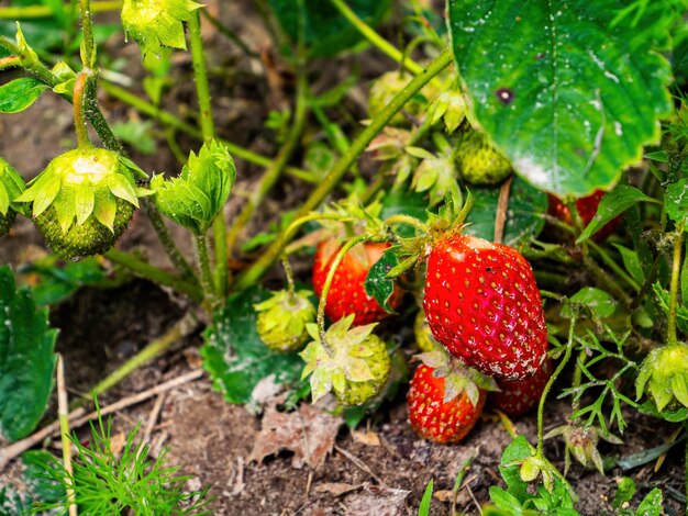 Arbusto de fresa verde con bayas rojas en el jardín