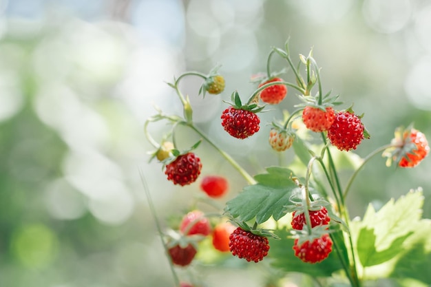 El arbusto de fresas silvestres con frutos rojos maduros sabrosos y hojas verdes crecen en la hierba verde en una pradera salvaje. Copie el espacio. Macro.