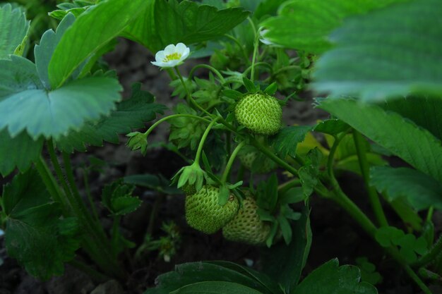 un arbusto de fresas verdes jóvenes e inmaduras crece en el jardín