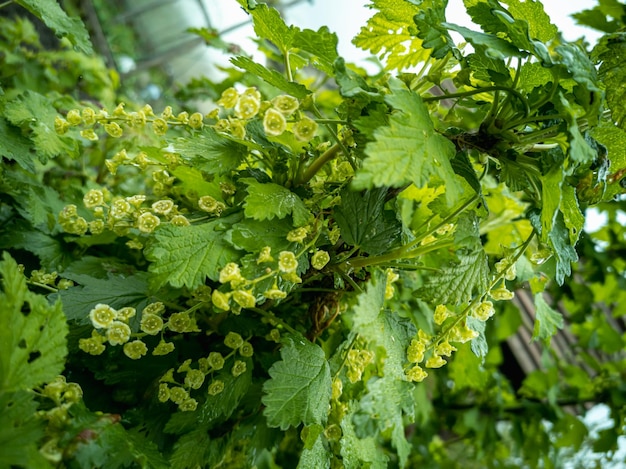 Arbusto de fruta de grosella blanca floreciente Ribes niveum