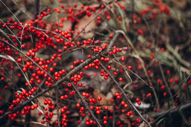 Arbusto con frutos rojos de Cotoneaster dammeri en invierno