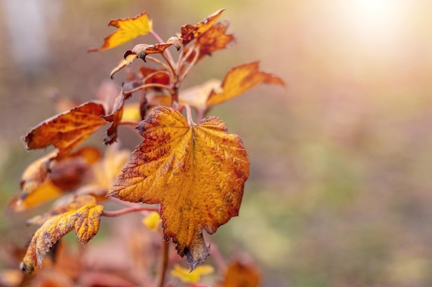 Arbusto de grosella con hojas secas de otoño en el jardín cuando hace sol