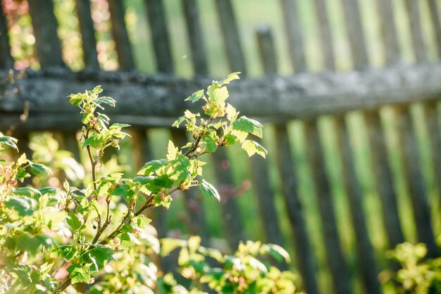 Arbusto de grosella en el jardín del pueblo