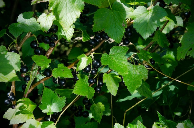 Arbusto de grosella negra con bayas en el jardín del mercado