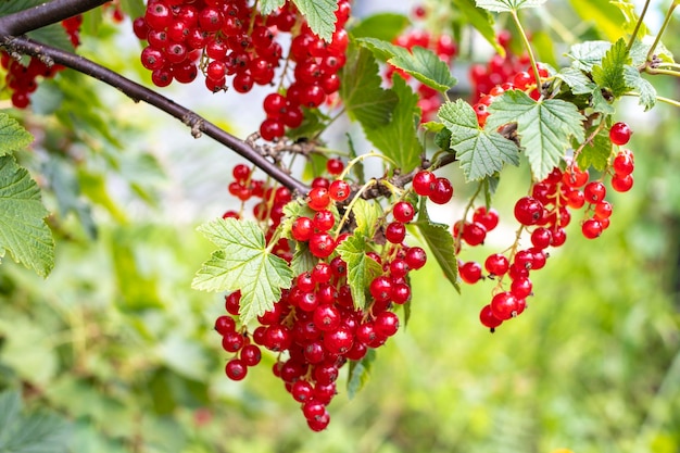 Arbusto de grosella roja con frutos rojos maduros