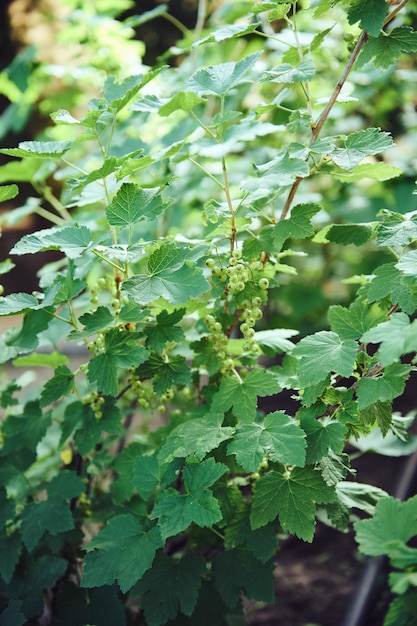 Arbusto de grosella verde con bayas de maduración verde Jardinería cultivo de alimentos orgánicos horticultura y concepto de agricultura ecológica