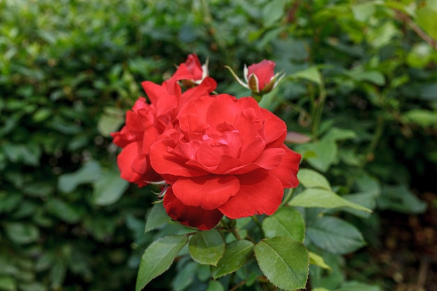 el arbusto de una hermosa rosa roja de primer plano