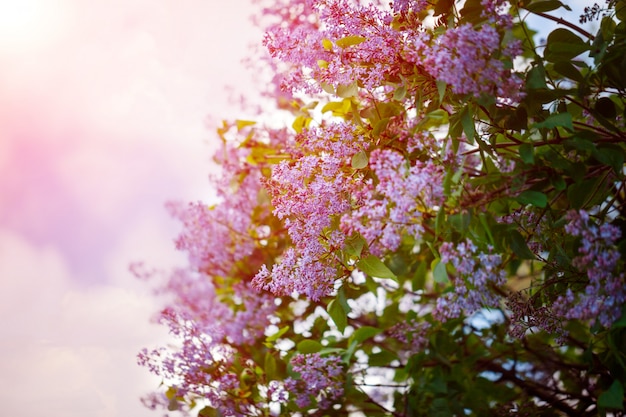 Arbusto de hermosas flores lilas moradas con las hojas.