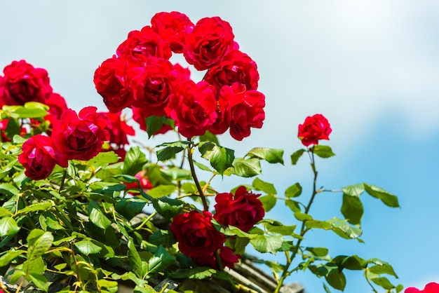 Arbusto de hermosas rosas en un jardín Disparo horizontal con un espacio de copia