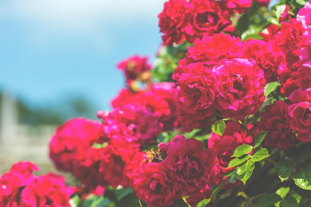 Arbusto de hermosas rosas en un jardín Toma filtrada