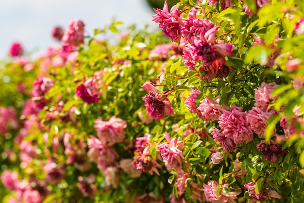 Arbusto de hermosas rosas en un jardín Toma filtrada