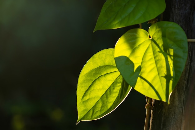 Foto arbusto de hoja de betel salvaje con fondo de sol