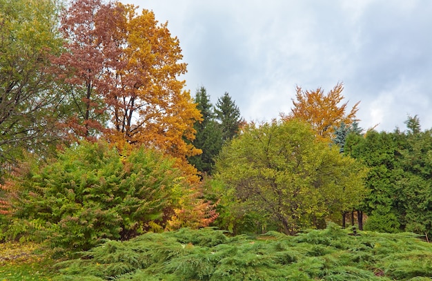 Arbusto de hoja perenne y árboles coloridos en el parque de la ciudad de otoño
