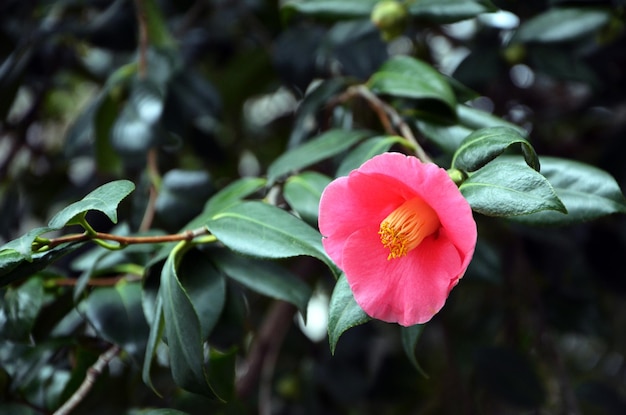 Arbusto de hoja perenne de flor de magnolia rosa