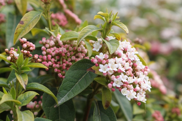 Arbusto de hoja perenne Ramo de primavera Viburnum Tinus Imagen de alta resolución con fondo borroso