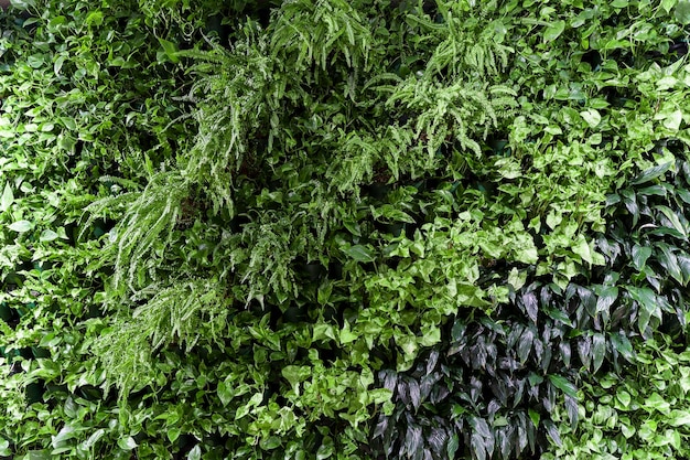 Arbusto de hoja de textura de fondo de pared de planta verde en el jardín de la naturaleza