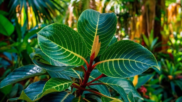 Foto el arbusto de hojas de betel silvestre o el piper sarmentosum roxb