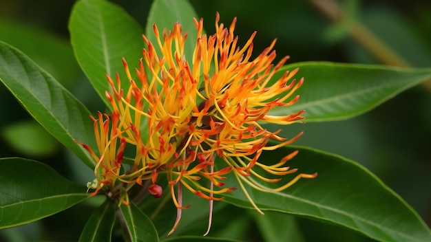 El arbusto de hojas de betel silvestre o el piper sarmentosum roxb