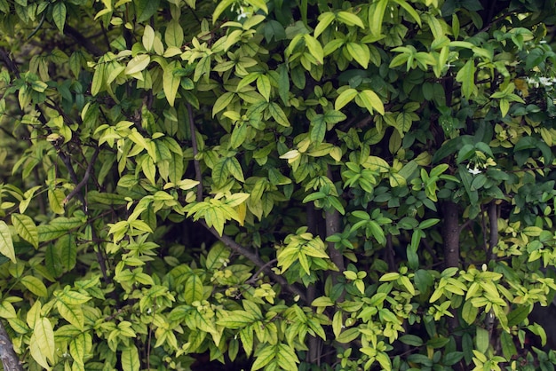 Arbusto con hojas pequeñas y follaje joven verde brillante como fondo