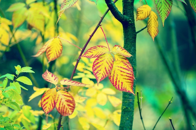 Arbusto con hojas rojas y amarillas en el bosque en otoño