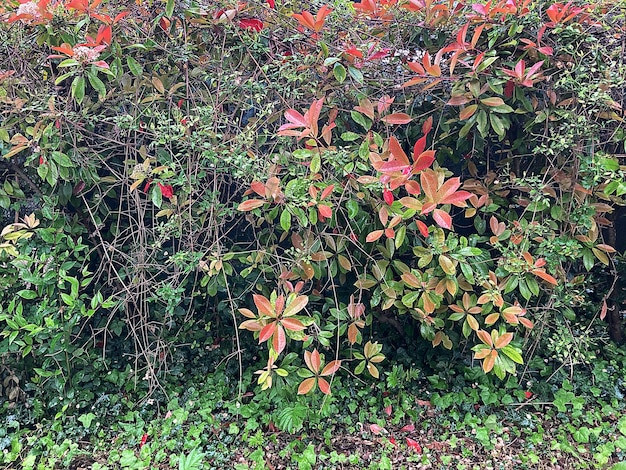 Un arbusto con hojas rojas y hojas verdes está frente a una valla.