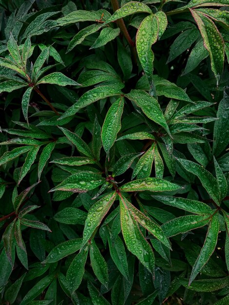 un arbusto con hojas verdes y una gota de lluvia en él