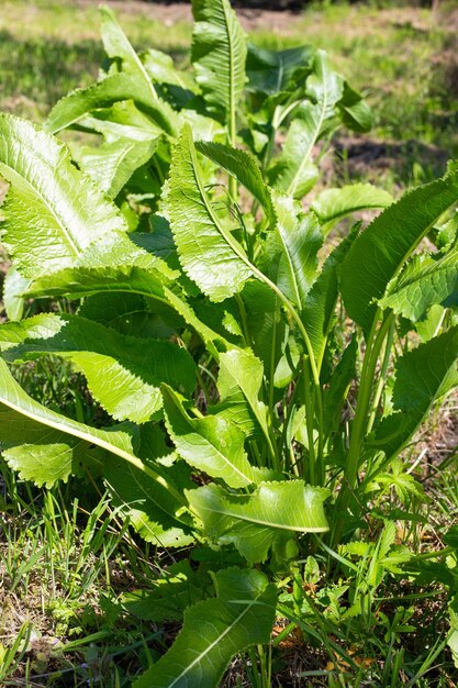 Un arbusto de hojas verdes de rábano picante en el jardín Un condimento para enlatar y cocinar