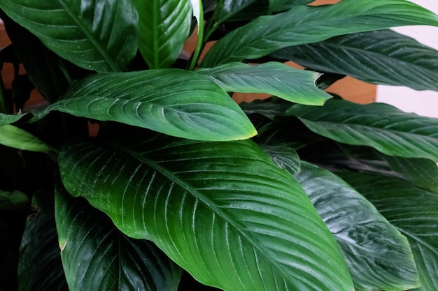 Foto arbusto de hojas verdes de spathiphyllum closeup