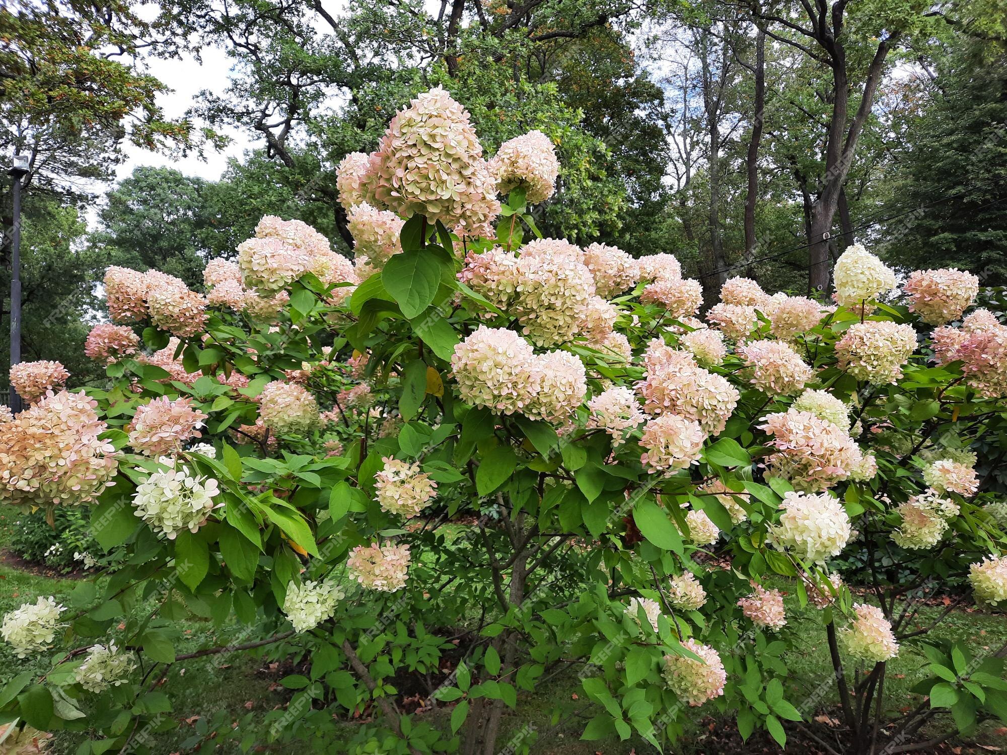 Arbusto de hortensia blanco floreciente en el jardín de verano | Foto  Premium