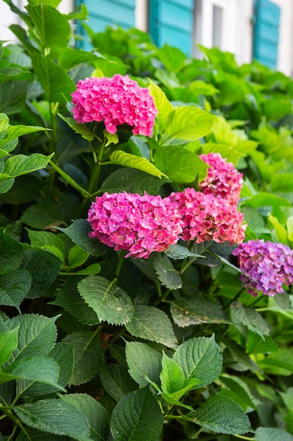 arbusto de hortensia rosa