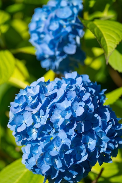 Arbusto de hortensias con flores exuberantes