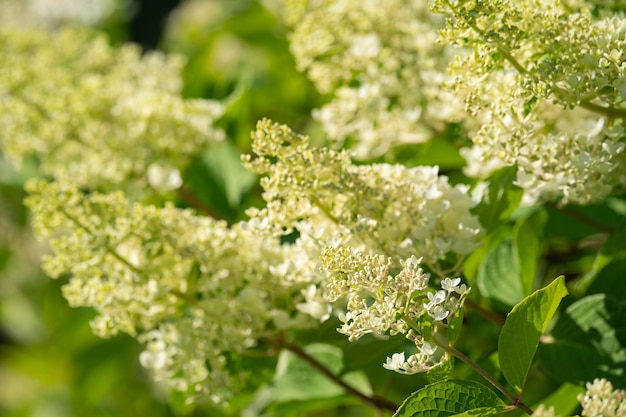 Arbusto de hortensias con flores exuberantes