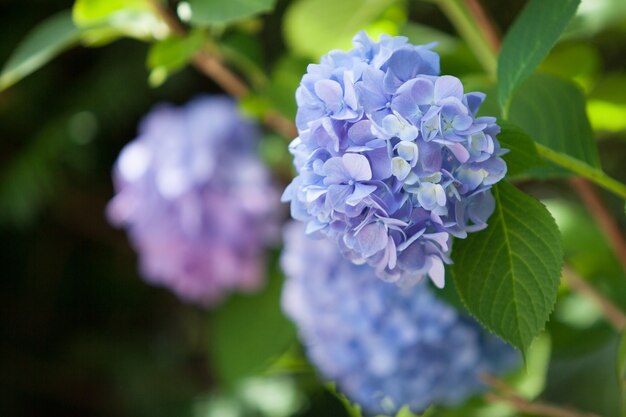 Un arbusto de hortensias. hermoso floral. humor de verano brillante.