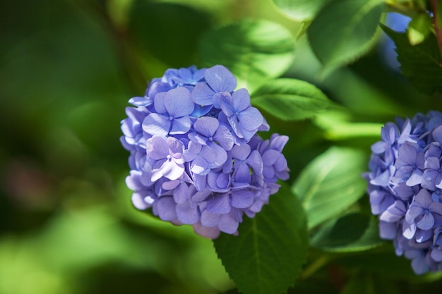 Un arbusto de hortensias hermoso fondo floral