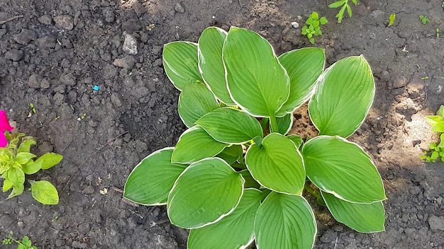 Arbusto hospedeiro de plantas jovens em um solo de fundo de flores folhas verdes da planta hospedeira balançando ao vento