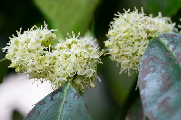 Arbusto de Ilex aquifolium con flores blancas en primavera