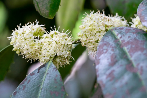 Arbusto de Ilex aquifolium con flores blancas en primavera