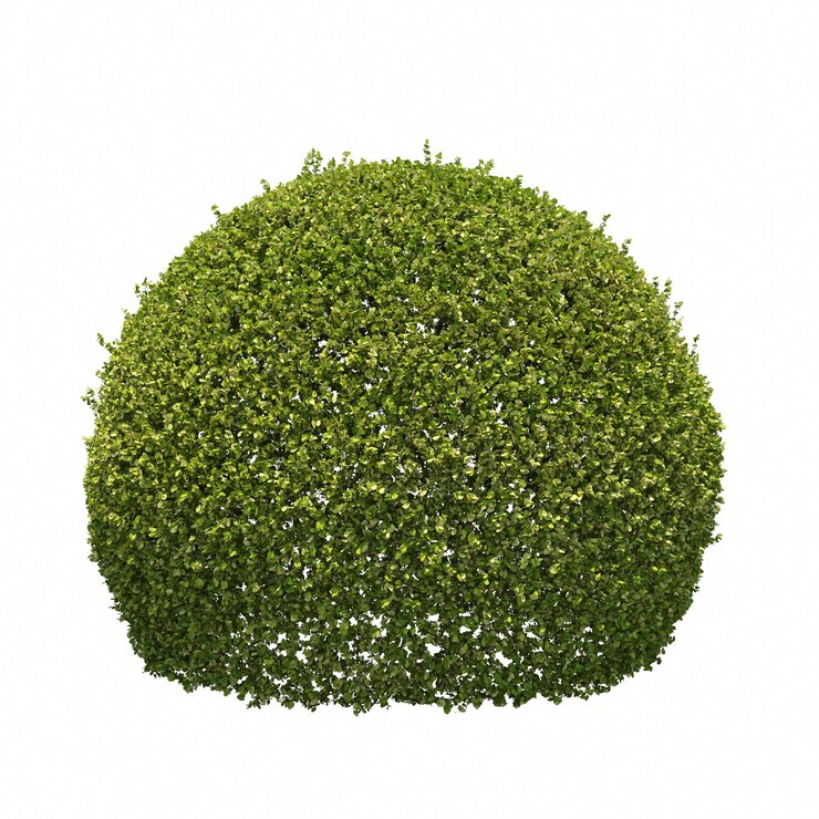 Foto arbusto isolado no fundo branco, ilustração 3d, renderização cg