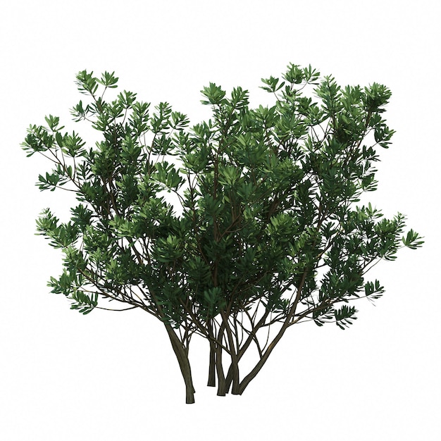 arbusto isolado no fundo branco, ilustração 3D, renderização cg