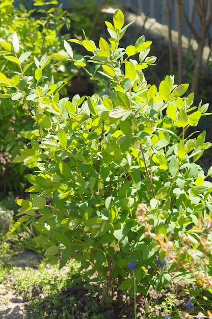 Un arbusto joven de Lonicera edulis de la variedad hija del gigante en primavera con flores verdes en ramitas Plan general