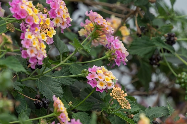 Arbusto Lantana Camara florescendo em Gran Canaria Espanha