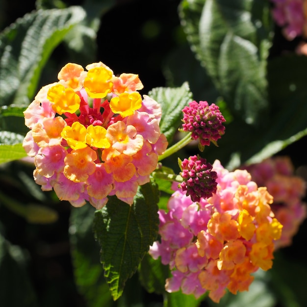 Arbusto Lantana Camara en Marbella España