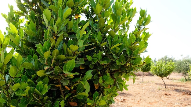 Arbusto de laurel o árbol de bahía Cielo azul en el fondo