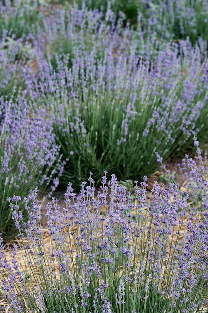 Arbusto de lavanda en el campo listo para ser cosechado Lavanda fragante de la Provenza francesa